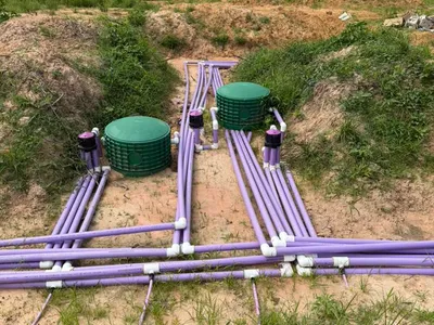 Purple drip manifold piping and green risers on a septic drip field